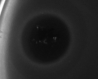 Antibacterial alternative to antibiotics, with high specificity against Escherichia coli