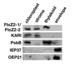 Polyclonal Antibody Serum Preparation
