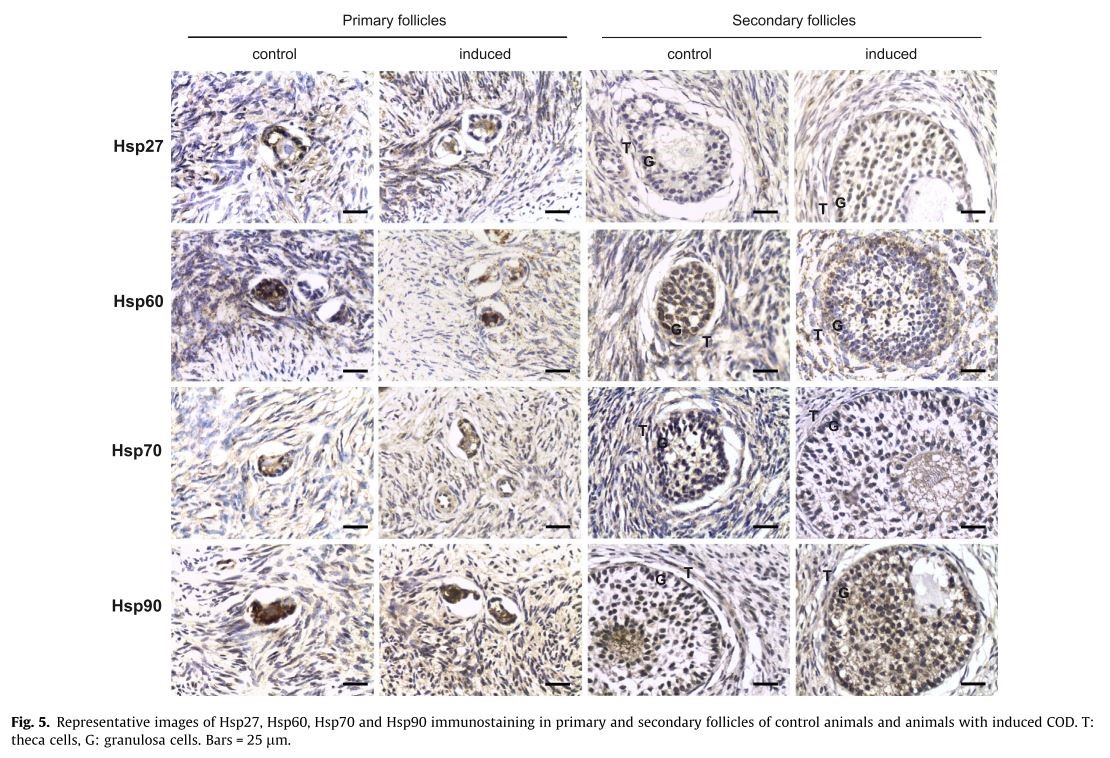 Special Functional Antibody Service