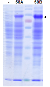 Protein Expression in Bacillus Subtilis