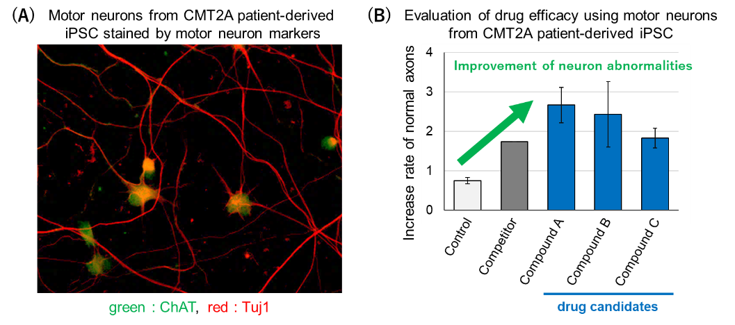 Drug discovery for Charcot-Marie-Tooth Disease Using Patient-Derived iPS Cell Lines